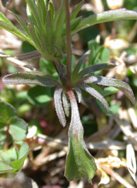 American Field Pansy