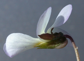 American Field Pansy