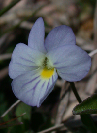 American Field Pansy