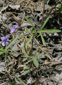 Northern Coast Violet