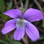 Northern Coast Violet Northern Coast Violet