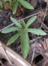 Northern Coast Violet