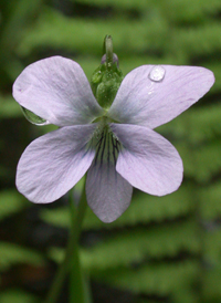 Marsh Blue Violet