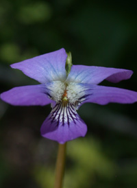 Marsh Blue Violet