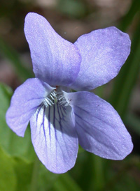 American Dog Violet