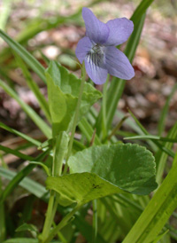 American Dog Violet