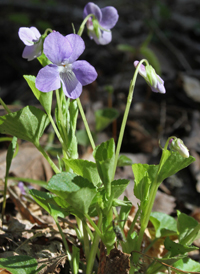 American Dog Violet