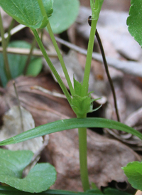 American Dog Violet