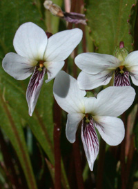 Lance-leaved Violet