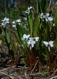 Lance-leaved Violet