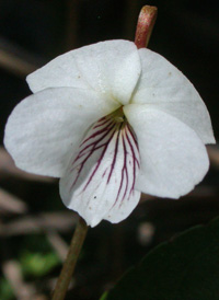 Lance-leaved Violet