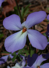 Bird's-foot Violet