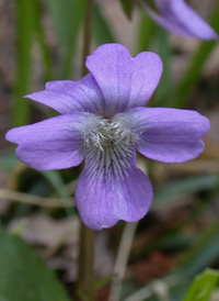 Arrow-leaved Violet