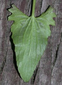 Arrow-leaved Violet