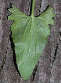 Arrow-leaved Violet