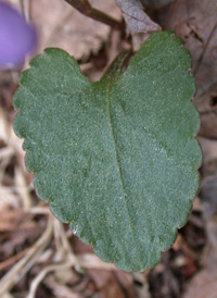 Arrow-leaved Violet