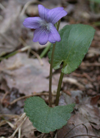 Arrow-leaved Violet