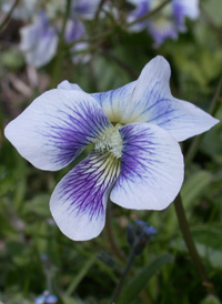 Common Blue Violet