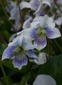 Common Blue Violet