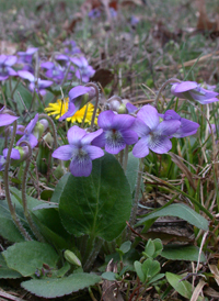 Common Blue Violet