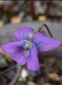 Common Blue Violet