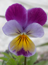 Wild Pansy