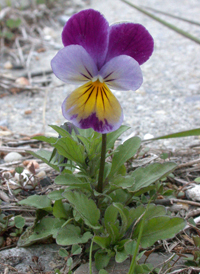 Wild Pansy