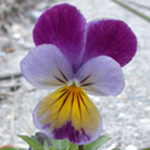 Wild Pansy Wild Pansy