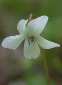 Primrose-leaved Violet