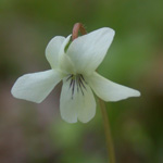 Viola x primulifolia Viola x primulifolia