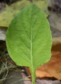 Primrose-leaved Violet