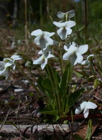 Primrose-leaved Violet