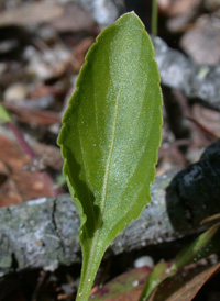 Primrose-leaved Violet