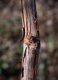 Frost Grape