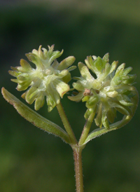 Common Cornsalad