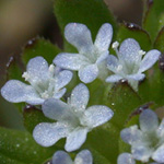 Common Cornsalad Common Cornsalad