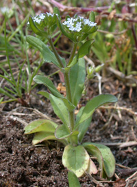 Common Cornsalad