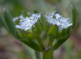 Common Cornsalad