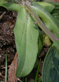 Common Cornsalad