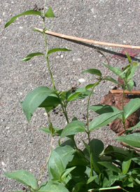 Black Swallow-wort