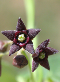 Black Swallow-wort