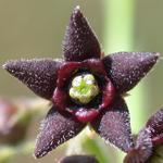 Black Swallow-wort Black Swallow-wort