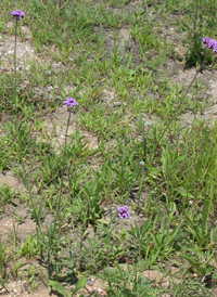 Purpletop Vervain