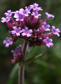 Purpletop Vervain