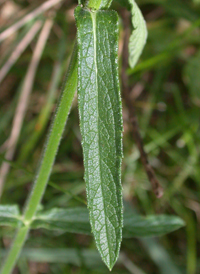 Purpletop Vervain
