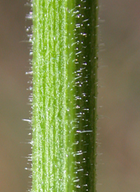 Purpletop Vervain