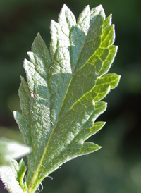 Large-bracted Vervain