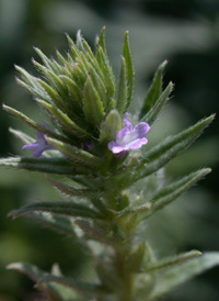 Large-bracted Vervain