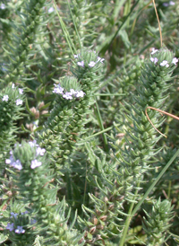 Large-bracted Vervain