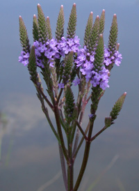 Blue Vervain